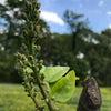 Honey Locust Seedling Thornless