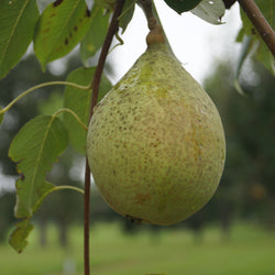 Southern Bartlett Pear