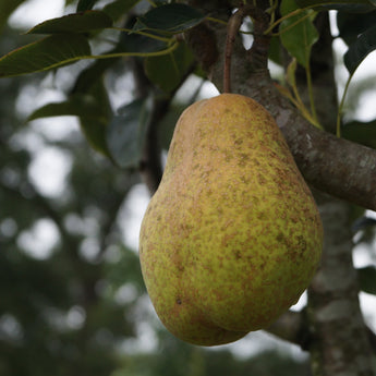 Southern Queen Pear