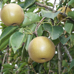 Arthur Ledbetter Pear
