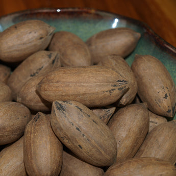 Creek Pecans (Almost Shelled)