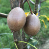 Hybrid Wildlife Pear